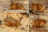 Myrmecophilus fuscus